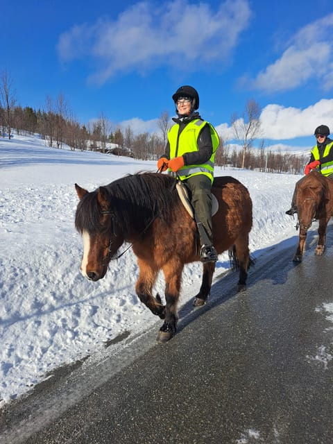 Lyngen Horseback Winter Riding Experience