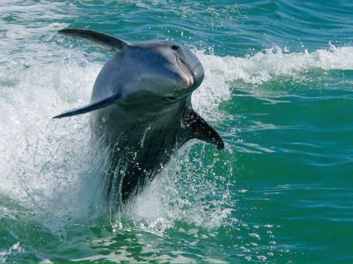 Madeira Beach, FL: Egmont Key Snorkeling and Dolphin Cruise
