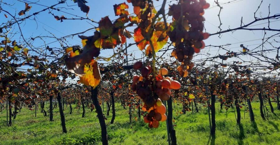 Mallorca: Bodega & Olives Minibus Tour With Tastings GERMAN
