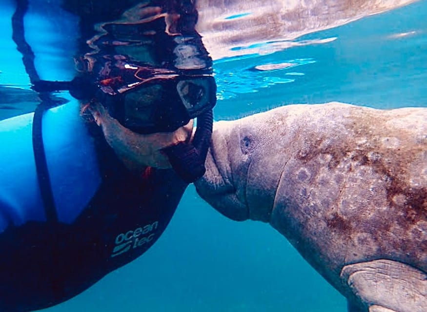 Manatee Snorkel Tour From American Pro Diving Center - Tour Overview