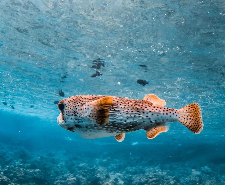 Maui: Thrilling Koa Kai Afternoon Snorkel Adventure