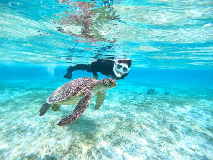 Miyako Island: Sea Turtle Snorkeling Tour - Tour Overview and Pricing