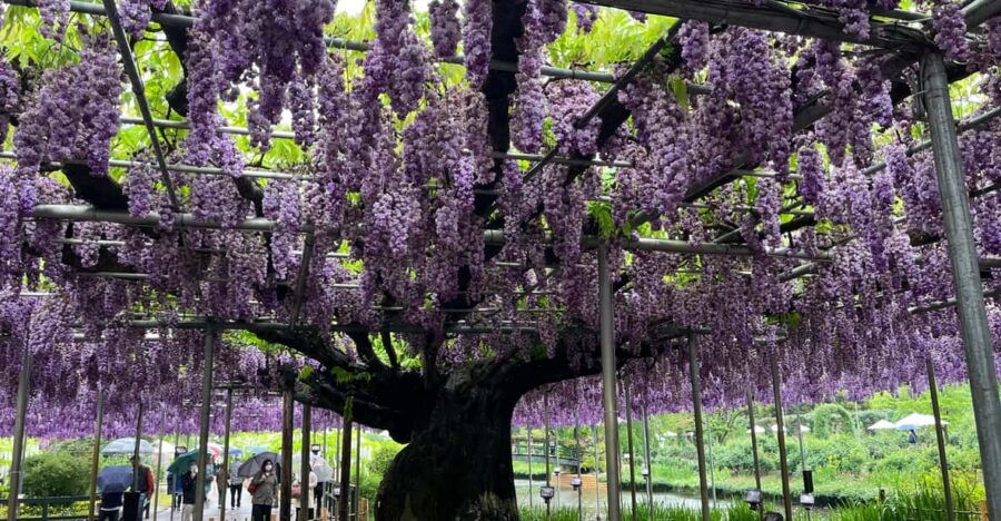 Most Beautiful Great Wisteria in the World - Overview of Wisteria Types