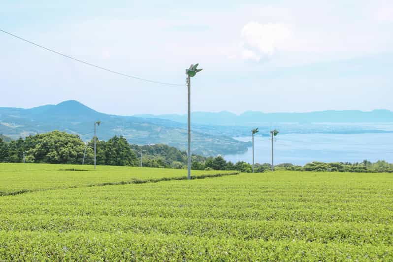 Nagasaki: Explore Japanese Teas on a Tea Tour - Tour Overview and Pricing