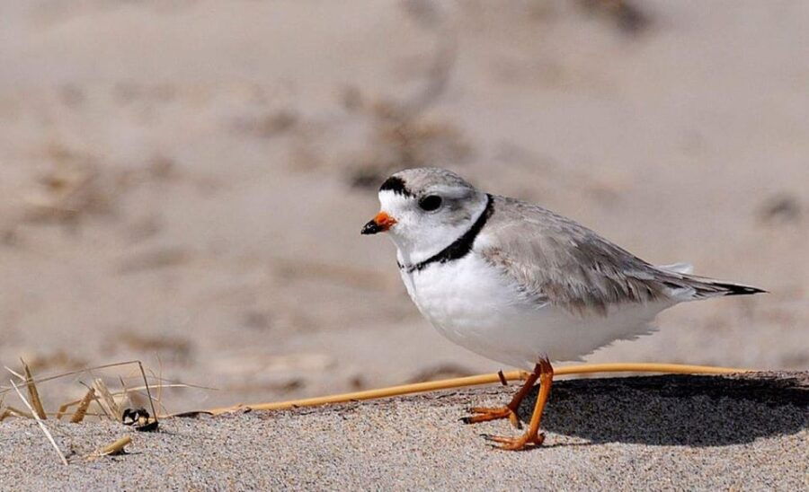 Newburyport: Plum Island Bird Watching Tour W/Transportation