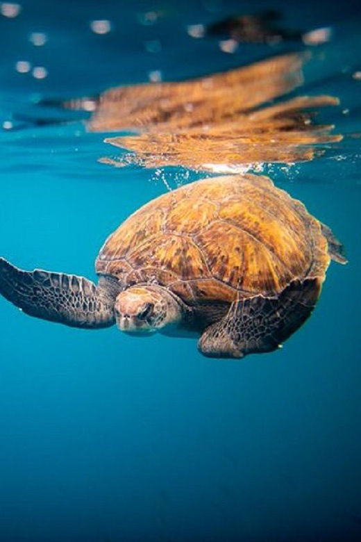 Oahu: North Shore Snorkeling Tour From Haleiwa - Tour Overview and Pricing