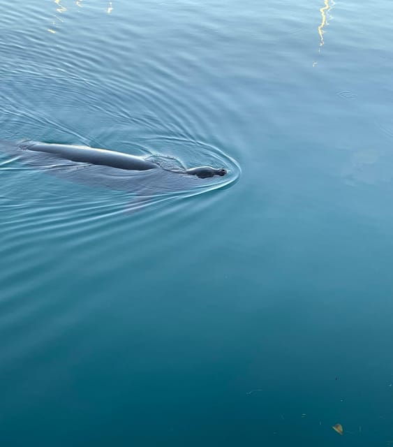 Oahu: Whale Sail Charter - Experience Highlights
