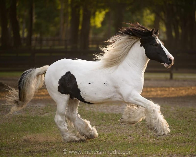 Ocala: Gypsy Gold Horse Farm Horses & History Tour