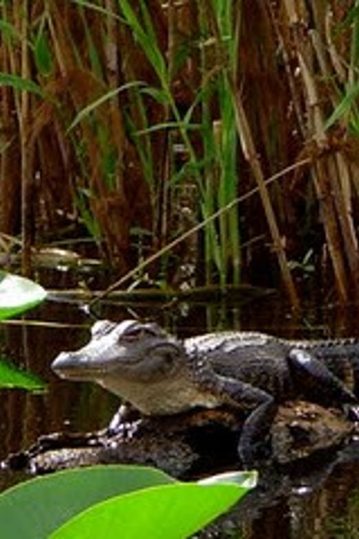 Orlando Alligator Experience: Day-Trip From Orlando
