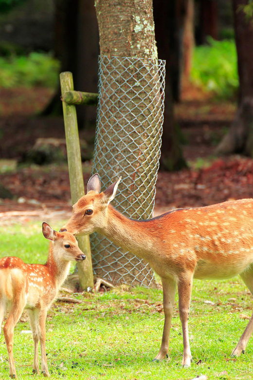 Osaka: Kyoto World Heritage & Nara Cute Deer 1-Day Bus Tour - Tour Overview and Pricing