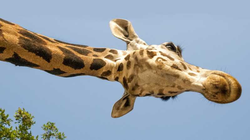 Parco Natura Viva: Garda Zoological Park Ticket