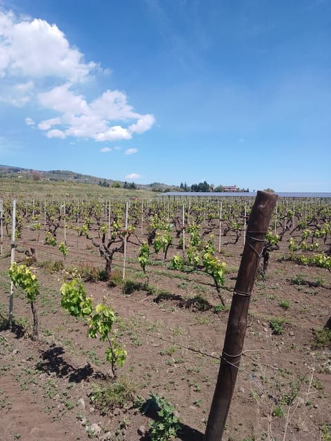 Private Etna Wine Tour