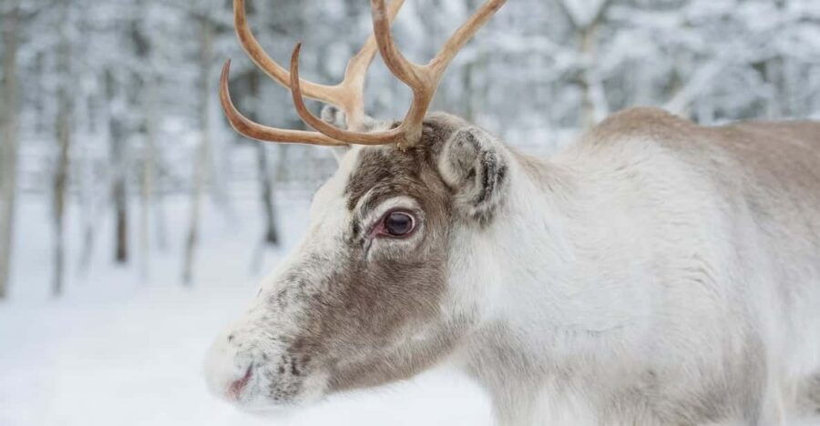 Reindeer Farm Visit With Sleigh Ride - What to Expect During Your Visit