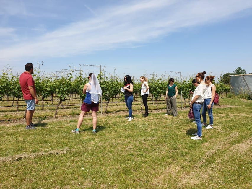 Romagna: Wine Tour With the Winemaker