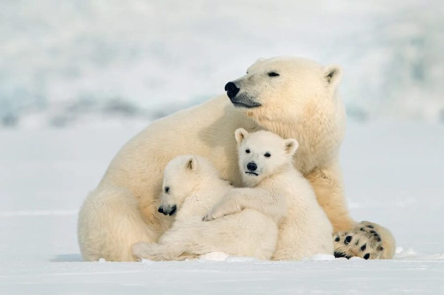Rovaniemi: Arctic Animals Sleigh Rides and Wildlife Zoo - Overview of the Experience