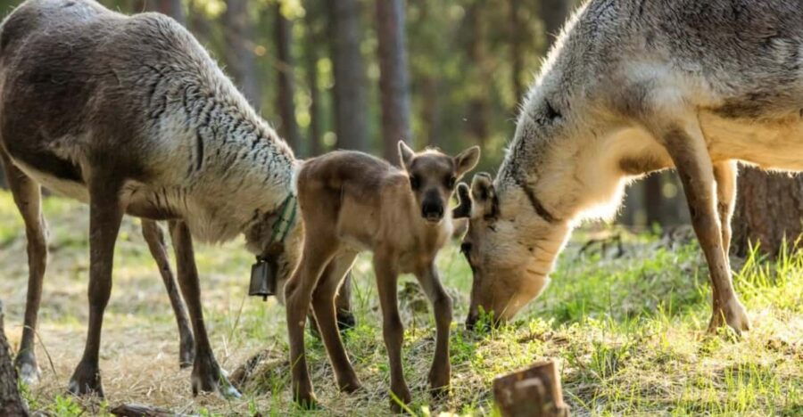 Rovaniemi: Authentic Lapland Reindeer Farm Experience - Overview of the Experience