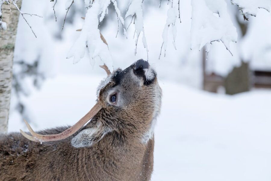 Rovaniemi: Day at Ranua Wildlife Park Arctic Zoo - Activity Overview