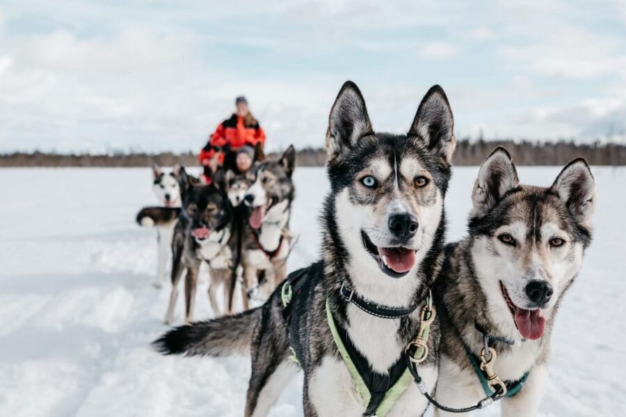 Rovaniemi: Husky Sled Ride and Farm Visit - Overview of the Tour
