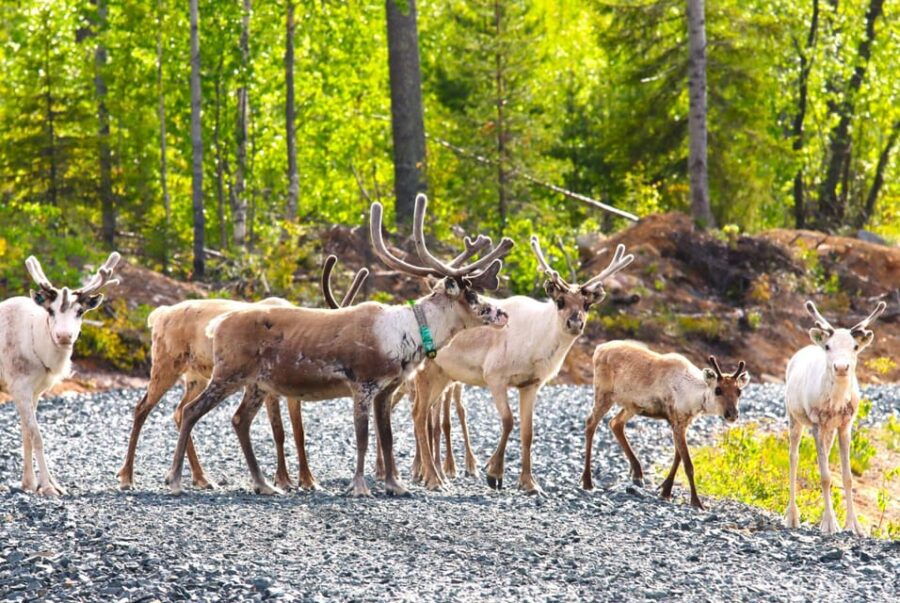 Rovaniemi: Quad Bike Wilderness Safari - Overview of the Safari