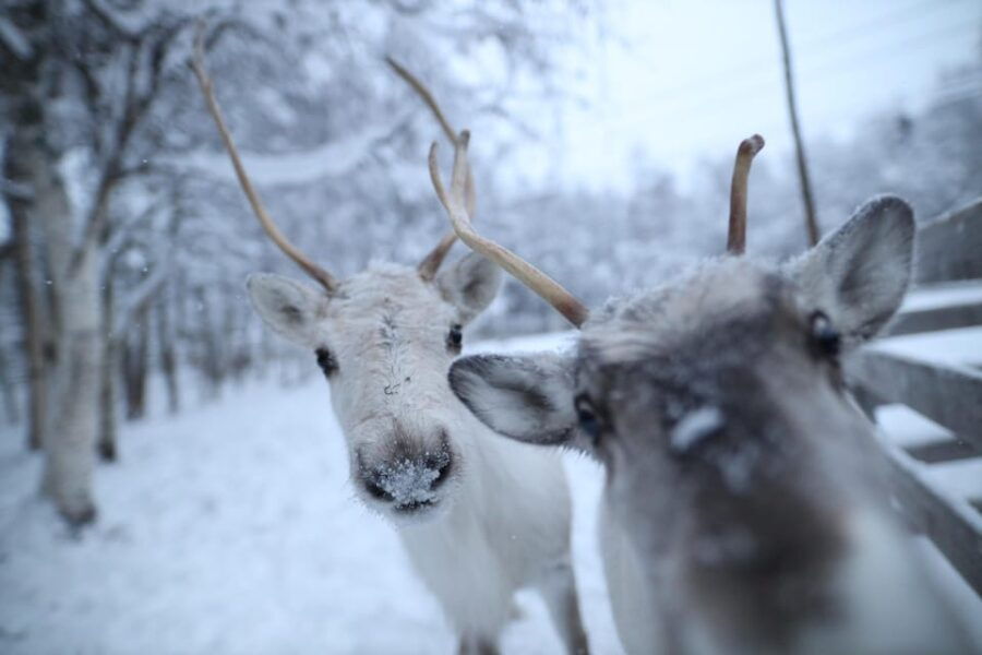 Rovaniemi: Santa Claus Village Tour Huskies & Reindeer Ride