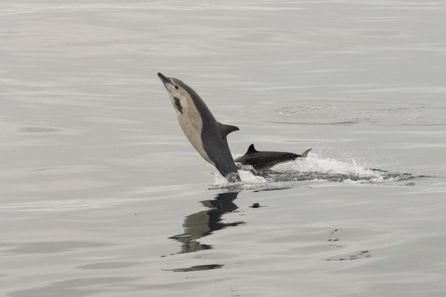 San Diego: Dolphin and Whale-Watching Sunset Cruise - Activity Overview