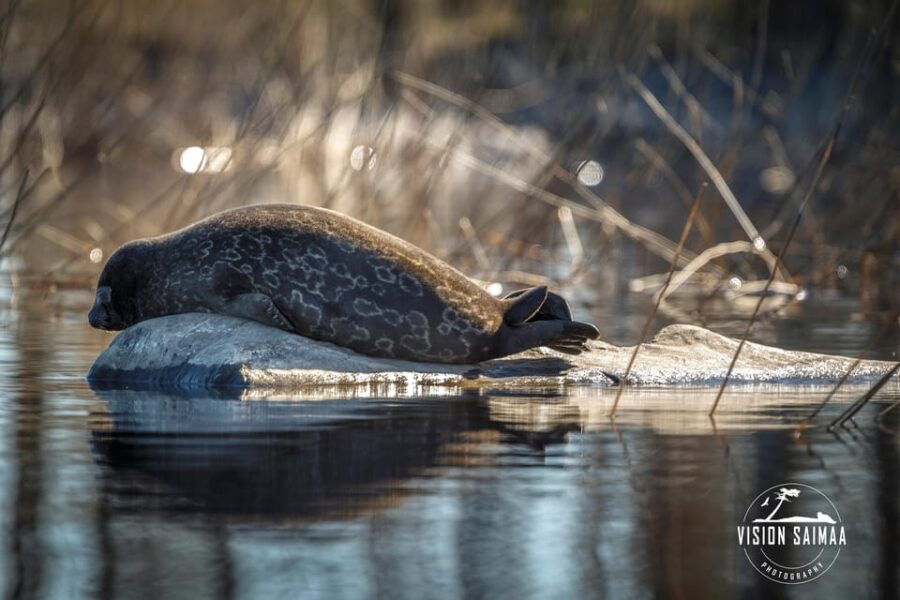 Savonlinna: Evening Photography Tour on Lake Saimaa