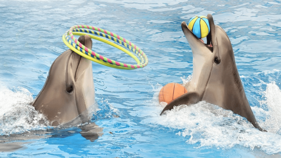 Side: Dolphin Park Transfer Service - Overview of the Service