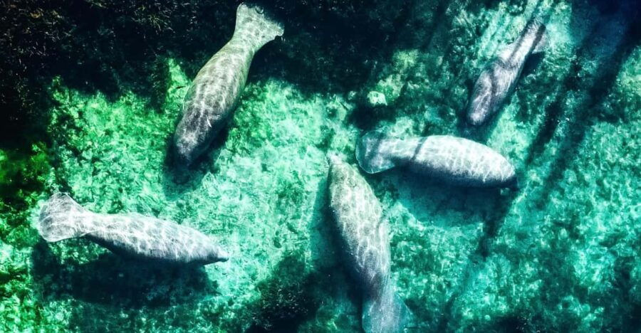 Silver Springs: Clear Kayak Manatee Season Tour - Tour Overview