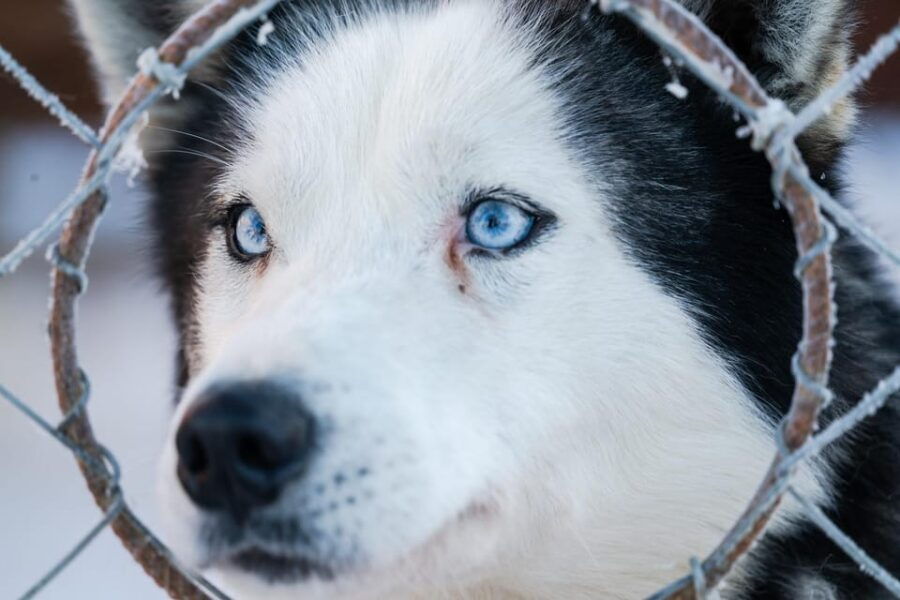 Sirkka: 1.5 Km Family-Friendly Husky Sledding Ride