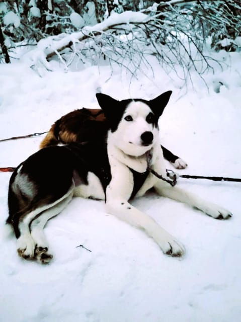 Sirkka: 5 Km Husky Sledding Ride in Levi