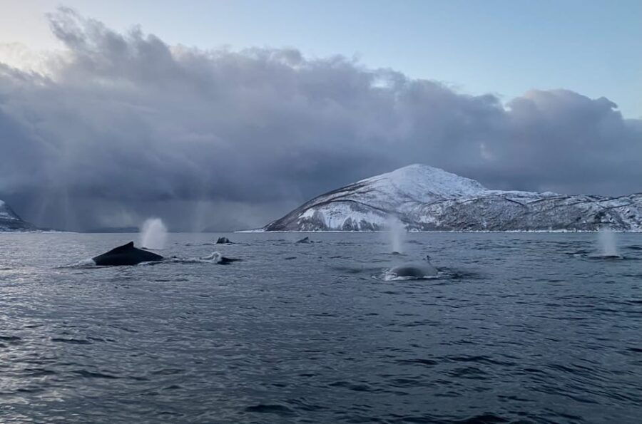 Skjervøy: Whale and Orca Watching Tour by RIB Boat