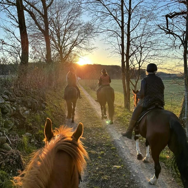 Söderåsen National Park: 1.5h Horseback Ride - Activity Overview