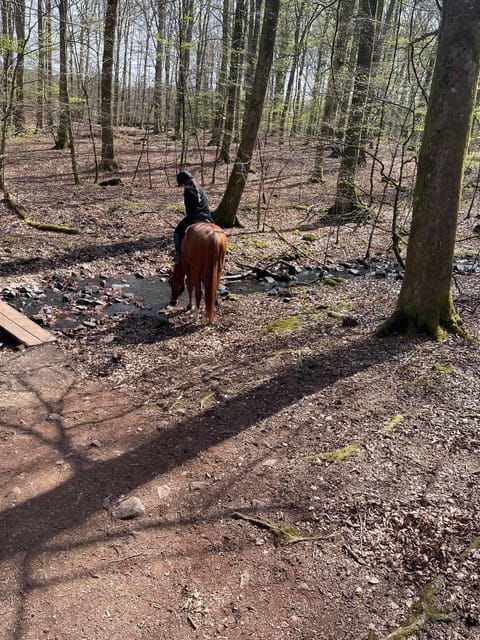 Söderåsen National Park: 2.5-Hour Horseback Ride - Overview of the Activity