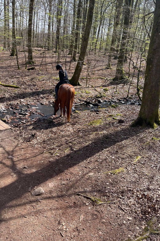 Söderåsen National Park: 3.5 Hours of Riding for Experienced Riders - Overview of the Riding Experience