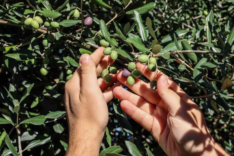 Sorrento: Guided Olive Mill Visit With Tastings