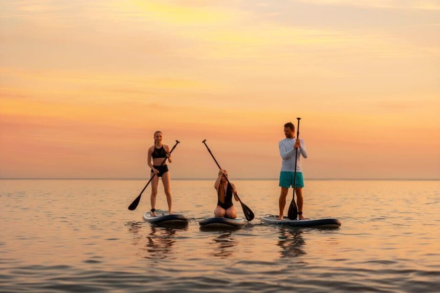 Sunset Dolphin & Bioluminescent Comb Jelly Tour Florida