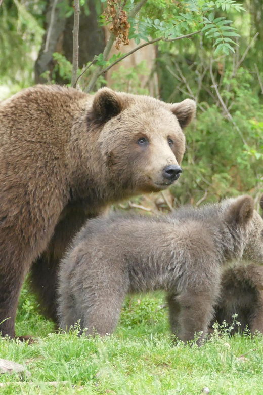 Suomussalmi, Finland: Bear Watching and Photography Night