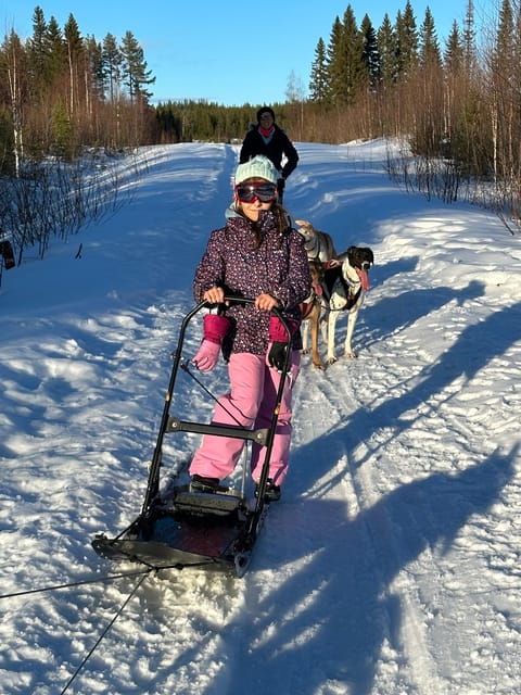 Swedish Lapland : Sled Dog and Reindeer Farm With the Family - Overview and Pricing