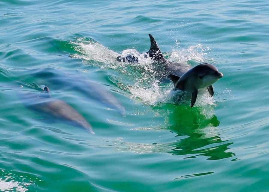 Tarpon Springs: Evening Dolphin Cruise
