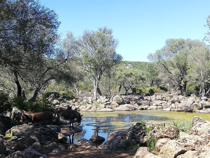 Trenino Supramonte: Guided Tour of Golgo Plateau