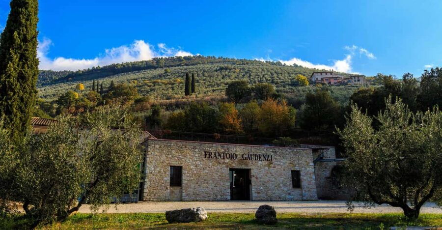 Trevi: Guided Tour and Tasting at Frantoio Gaudenzi