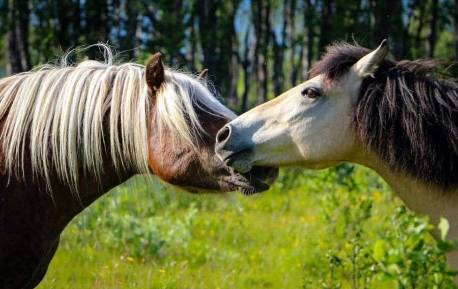 Tromsø: Evening Horseriding Experience - Experience Overview