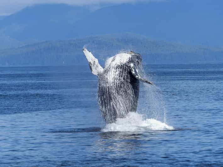 Tromsø Whale Safari With MS Trolltind Nordic - Experience Highlights