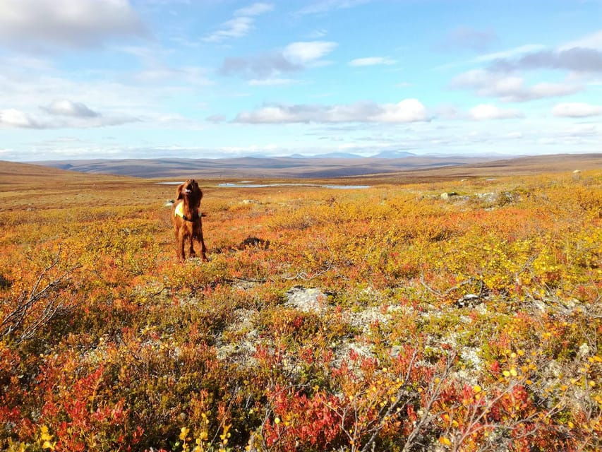 Utsjoki: Guided Hike to Nearby Fells