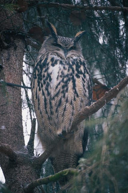 Visit Ranua Zoo With Photographer