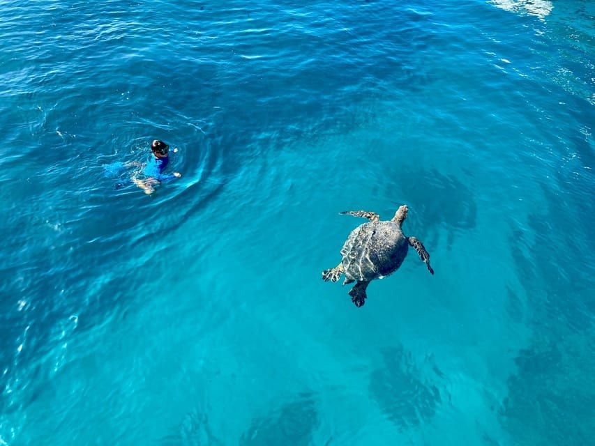 Waikiki: Sea Turtle Snorkeling, Small Group Boat Tour - Tour Overview