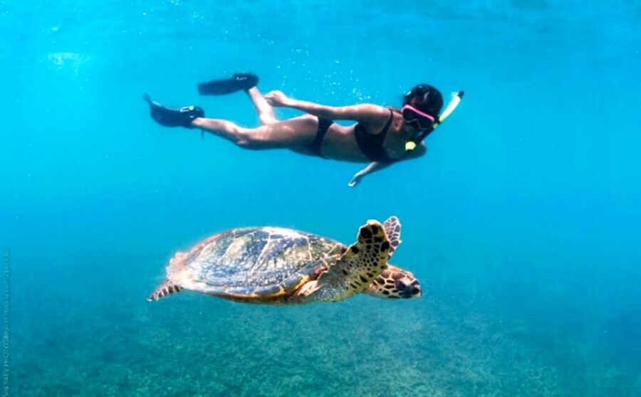 Waikiki: Turtle Snorkeling Cruise With 20FT Jumping Platform - Tour Overview and Pricing
