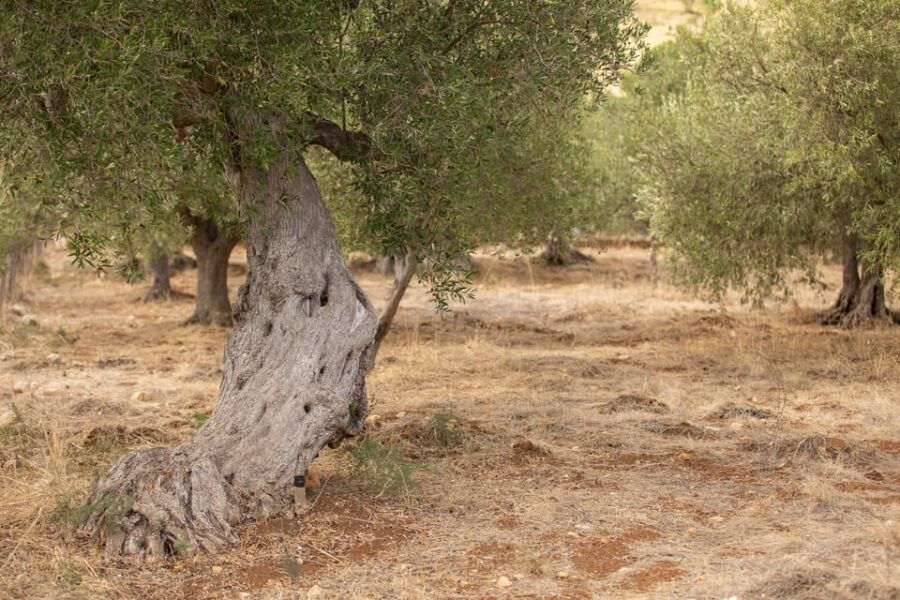 Walk Through the Olive Groves With Tasting