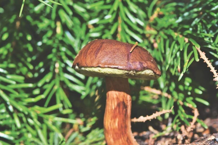 Wild Forest Mushrooms and Berries Picking Tour