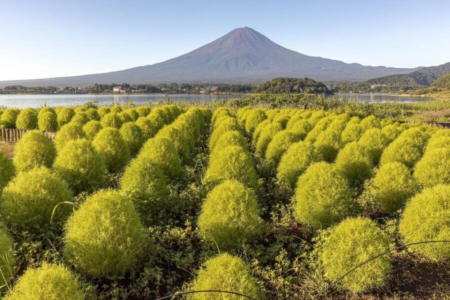 World Heritage! Fuji, Niikura-Sengen Shrine, Oshino-Hachikai - Overview of the Tour